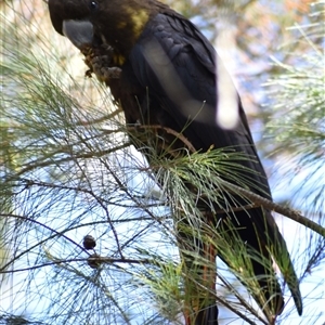 Calyptorhynchus lathami lathami at Hill Top, NSW - 21 Sep 2021