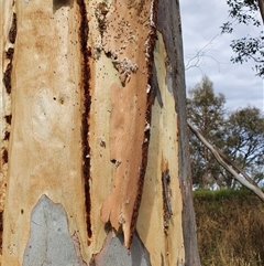 Isoptera (Order) at Bowning, NSW - 5 Jan 2025 by Maren