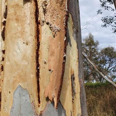 Isoptera (Order) at Bowning, NSW - 6 Jan 2025 by Maren