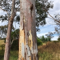 Unverified at suppressed - suppressed