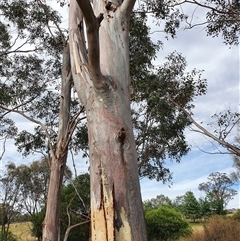 Unverified at suppressed - suppressed