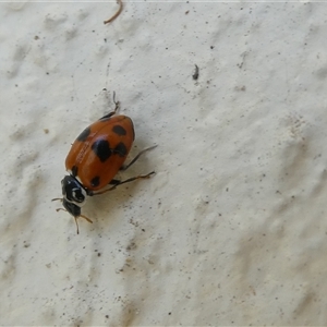 Hippodamia variegata at Belconnen, ACT - 22 Dec 2024