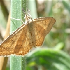 Scopula rubraria (Reddish Wave, Plantain Moth) at Belconnen, ACT - 22 Dec 2024 by JohnGiacon