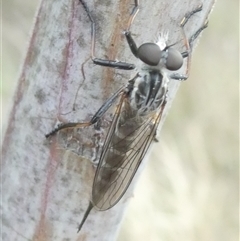 Cerdistus sp. (genus) (Slender Robber Fly) at Belconnen, ACT - 4 Jan 2025 by JohnGiacon