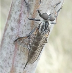 Unidentified Insect at Belconnen, ACT - 4 Jan 2025 by JohnGiacon