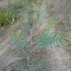 Acacia dealbata at Belconnen, ACT - 4 Jan 2025 05:48 PM