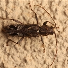 Phacodes personatus (Longhorn beetle) at Ainslie, ACT - 4 Jan 2025 by jb2602