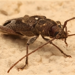 Phacodes personatus at Ainslie, ACT - 4 Jan 2025 11:32 PM