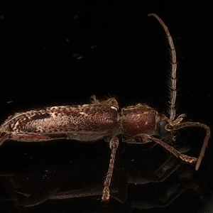 Phacodes personatus at Ainslie, ACT - 4 Jan 2025 11:32 PM