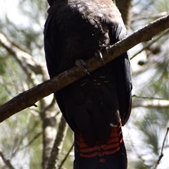 Calyptorhynchus lathami lathami (Glossy Black-Cockatoo) at Hill Top, NSW - 21 Sep 2021 by GITM2