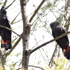 Calyptorhynchus lathami lathami at Hill Top, NSW - 21 Sep 2021