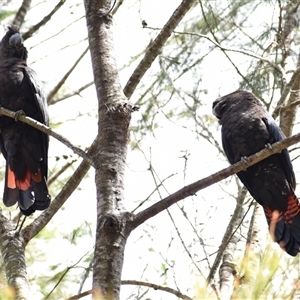 Calyptorhynchus lathami lathami at Hill Top, NSW - 21 Sep 2021