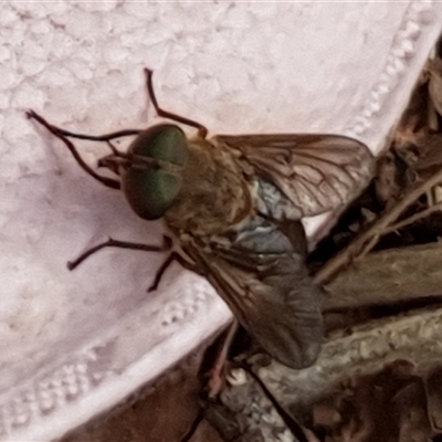 Tabanidae (family) at Copmanhurst, NSW - 2 Jan 2025 by MazzV