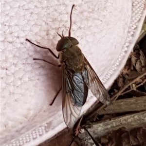 Tabanidae (family) at Copmanhurst, NSW - suppressed