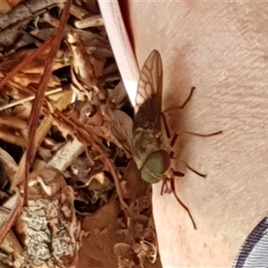 Tabanidae (family) at Copmanhurst, NSW - suppressed