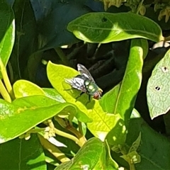 Unidentified True fly (Diptera) at Copmanhurst, NSW - 20 Dec 2024 by MazzV