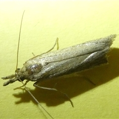 Pyraloidea (unidentified Pyraloid moth) (A Pyraloid moth (Pyraloidea)) at Belconnen, ACT - 4 Jan 2025 by JohnGiacon