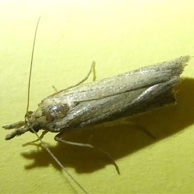 Unidentified Tortricid moth (Tortricidae) at Belconnen, ACT - 4 Jan 2025 by JohnGiacon