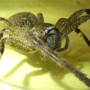 Neosparassus calligaster (Beautiful Badge Huntsman) at Belconnen, ACT by JohnGiacon