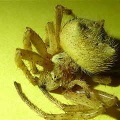 Unidentified Spider at Belconnen, ACT - 4 Jan 2025 by JohnGiacon