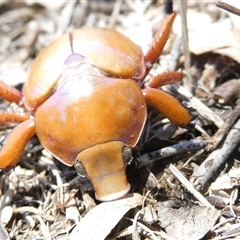 Anoplognathus sp. (genus) at Belconnen, ACT - 5 Jan 2025 by JohnGiacon