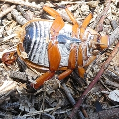 Anoplognathus montanus at Belconnen, ACT - 5 Jan 2025 11:32 AM