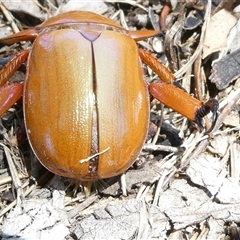 Anoplognathus montanus at Belconnen, ACT - 5 Jan 2025 11:32 AM