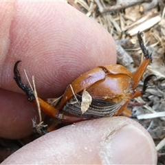 Anoplognathus montanus at Belconnen, ACT - 5 Jan 2025 11:32 AM