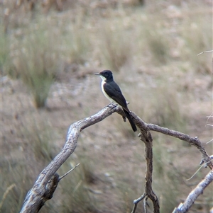 Myiagra inquieta (Restless Flycatcher) at Gelston Park, NSW by Darcy