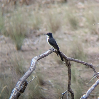 Myiagra inquieta (Restless Flycatcher) at Gelston Park, NSW - 16 Dec 2024 by Darcy