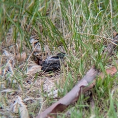 Myiagra inquieta at Gelston Park, NSW - suppressed