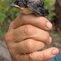 Myiagra inquieta at Gelston Park, NSW - suppressed