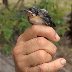 Myiagra inquieta at Gelston Park, NSW - suppressed