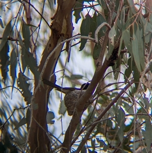 Rhipidura leucophrys at Gelston Park, NSW - suppressed