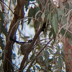 Rhipidura leucophrys at Gelston Park, NSW - suppressed