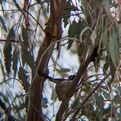 Rhipidura leucophrys at Gelston Park, NSW - suppressed