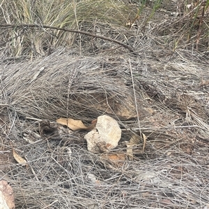 Amphibolurus muricatus at Hackett, ACT - 1 Jan 2025 12:10 PM