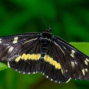 Cruria synopla (Forest Day-moth) at Nightcap, NSW by Watermelontree