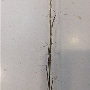 Aristida ramosa (Purple Wire Grass) at Sutton, NSW by Marchien