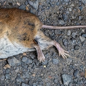 Melomys burtoni at Whian Whian, NSW by Watermelontree