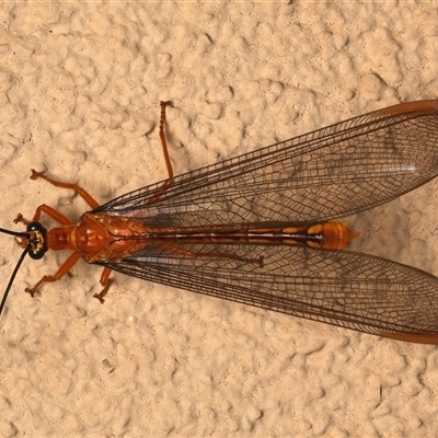 Nymphes myrmeleonoides (Blue eyes lacewing) at Ainslie, ACT - 5 Jan 2025 by jb2602