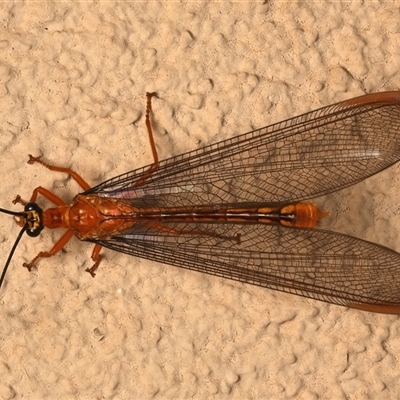 Nymphes myrmeleonoides (Blue eyes lacewing) at Ainslie, ACT - 5 Jan 2025 by jb2602