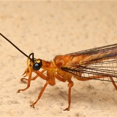 Nymphes myrmeleonoides at Ainslie, ACT - 5 Jan 2025 09:32 PM