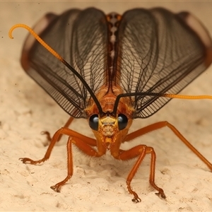 Nymphes myrmeleonoides at Ainslie, ACT - 5 Jan 2025