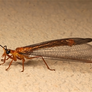 Nymphes myrmeleonoides at Ainslie, ACT - 5 Jan 2025 09:32 PM