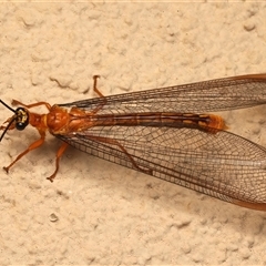 Nymphes myrmeleonoides at Ainslie, ACT - 5 Jan 2025