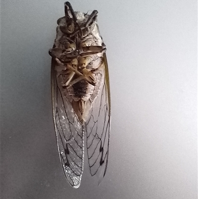 Arunta perulata (White Drummer) at Wallaga Lake, NSW - 5 Jan 2025 by Amata