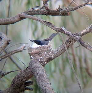 Myiagra inquieta (Restless Flycatcher) at Gelston Park, NSW by Darcy