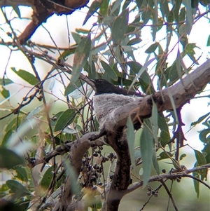 Rhipidura leucophrys (Willie Wagtail) at Gelston Park, NSW by Darcy