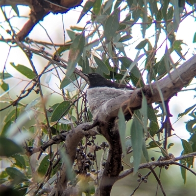 Rhipidura leucophrys (Willie Wagtail) at Gelston Park, NSW - 17 Dec 2024 by Darcy